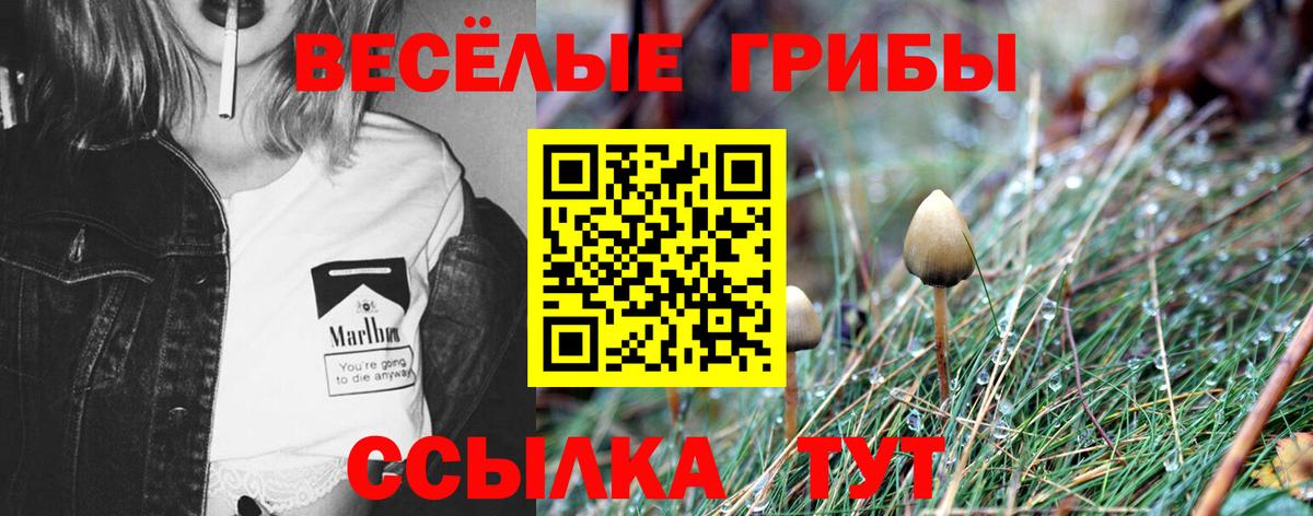 Псилоцибиновые грибы мицелий Каменка